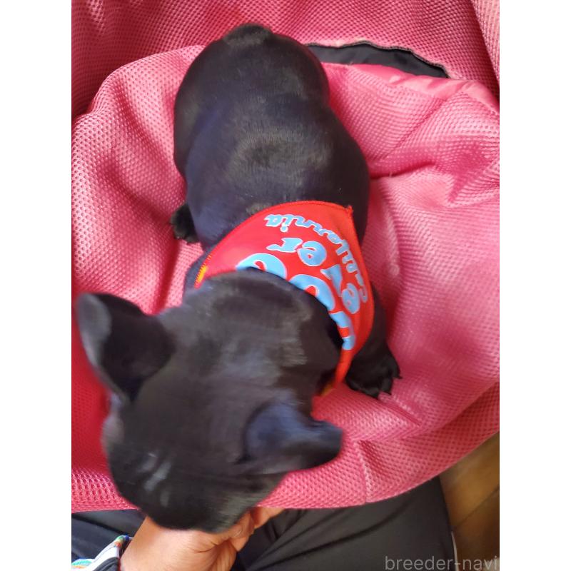 販売中の岩手県のフレンチブルドッグ-435885の3枚目
