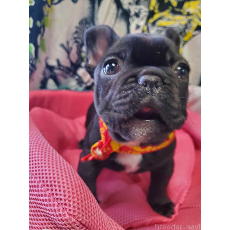 販売中の岩手県のフレンチブルドッグ-435885の2枚目