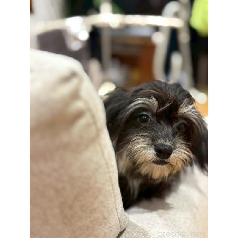 販売中の福岡県のチワプー:チワワ×トイプードル-420017の5枚目