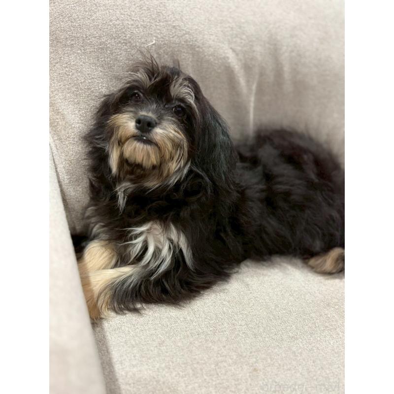 販売中の福岡県のチワプー:チワワ×トイプードル-420017の4枚目