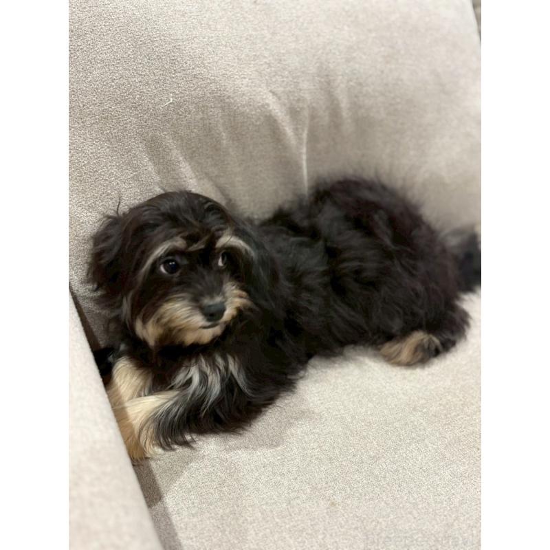 販売中の福岡県のチワプー:チワワ×トイプードル-420017の3枚目