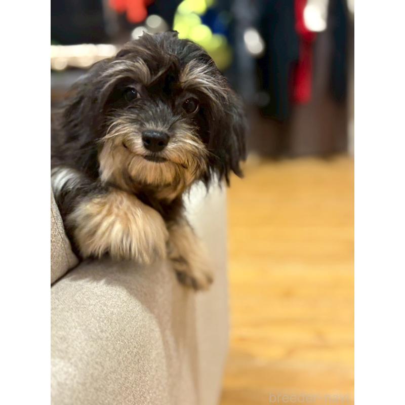 販売中の福岡県のチワプー:チワワ×トイプードル-420017の2枚目