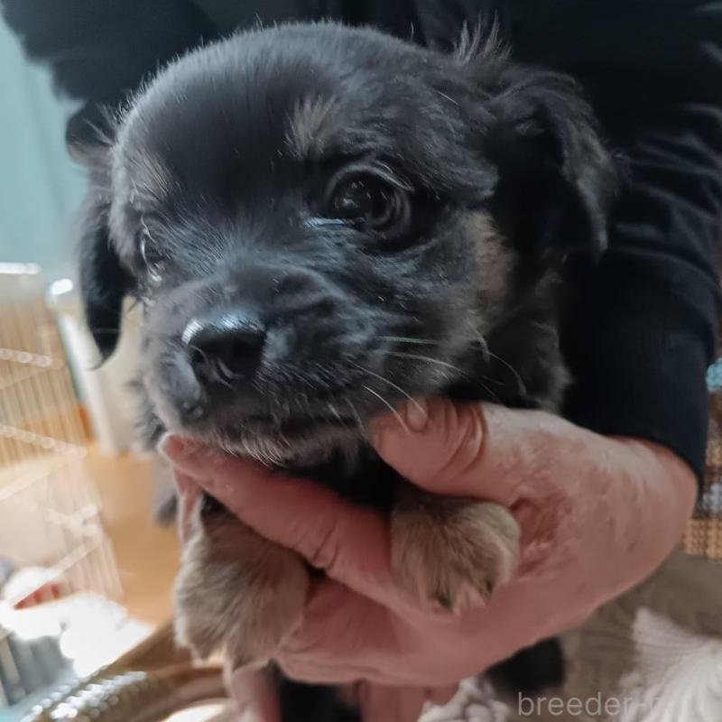 販売中の愛媛県のミックス犬-441667の1枚目