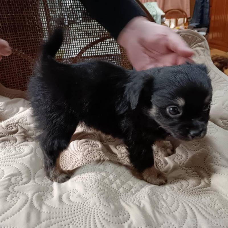 販売中の愛媛県のミックス犬-441667の4枚目