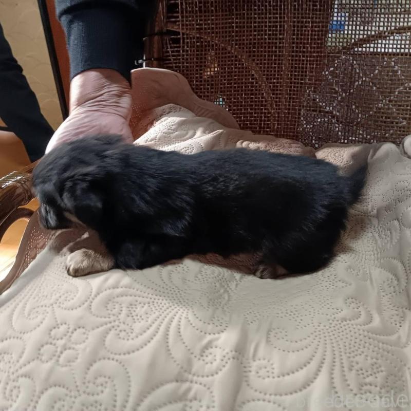 販売中の愛媛県のミックス犬-441667の3枚目