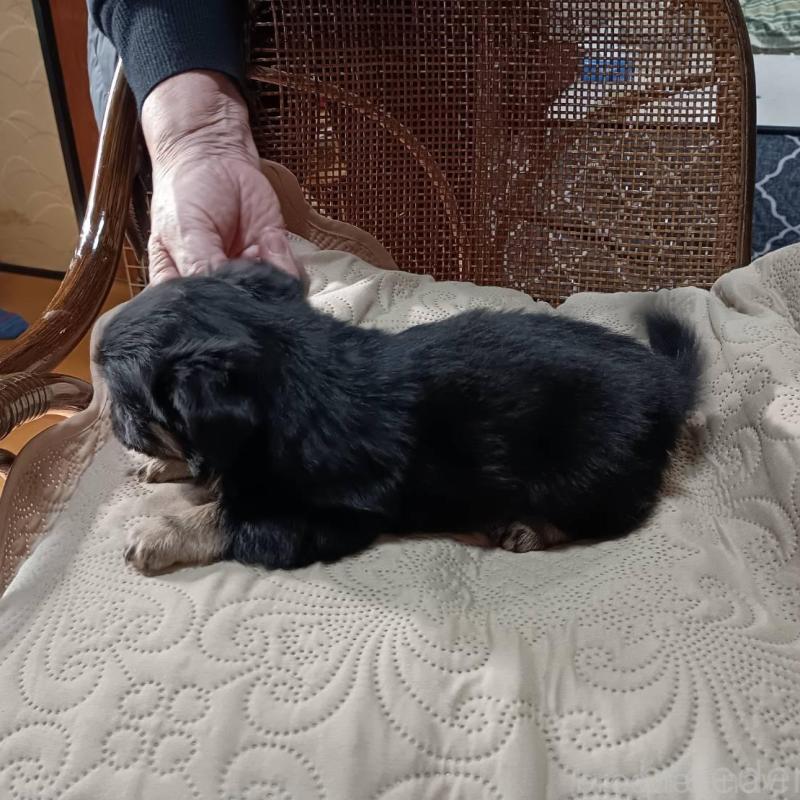 販売中の愛媛県のミックス犬-441667の2枚目