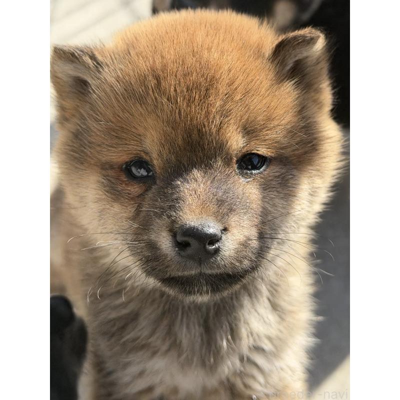 販売中の山梨県の柴犬-432313の3枚目