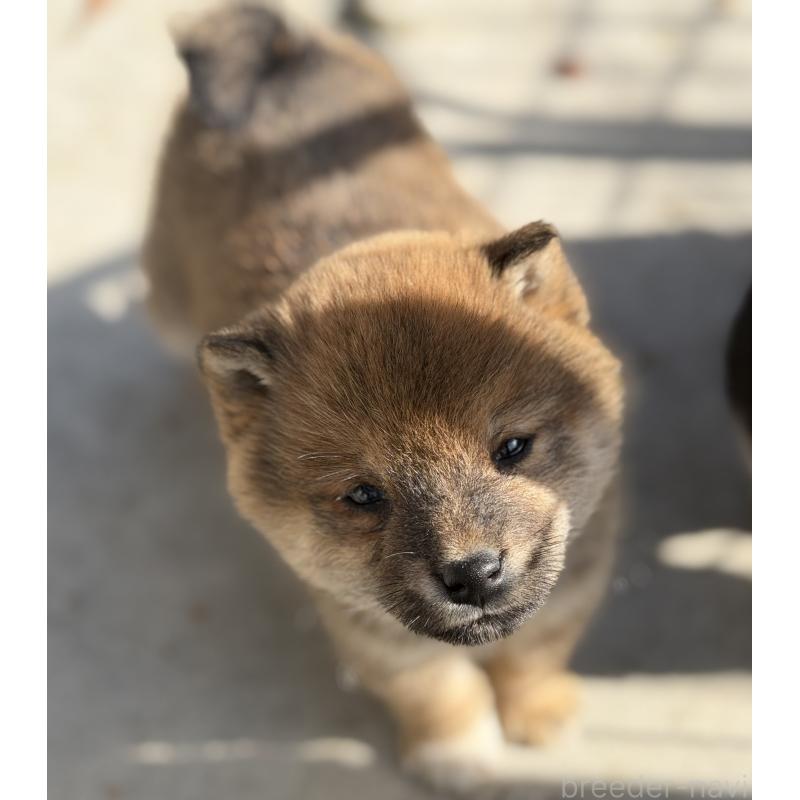 販売中の山梨県の柴犬-432313の2枚目