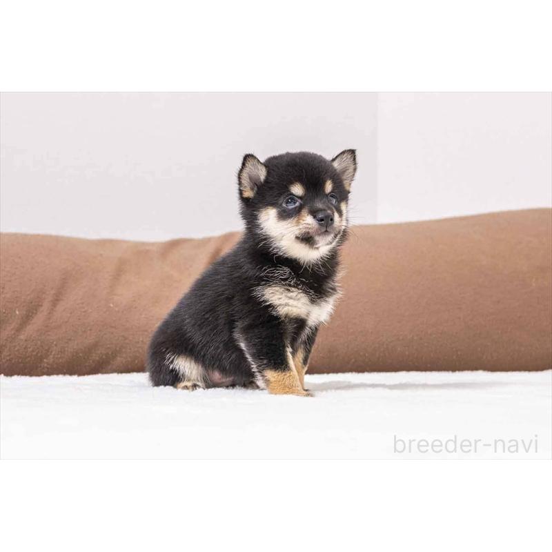 販売中の大分県の豆柴-441668の4枚目