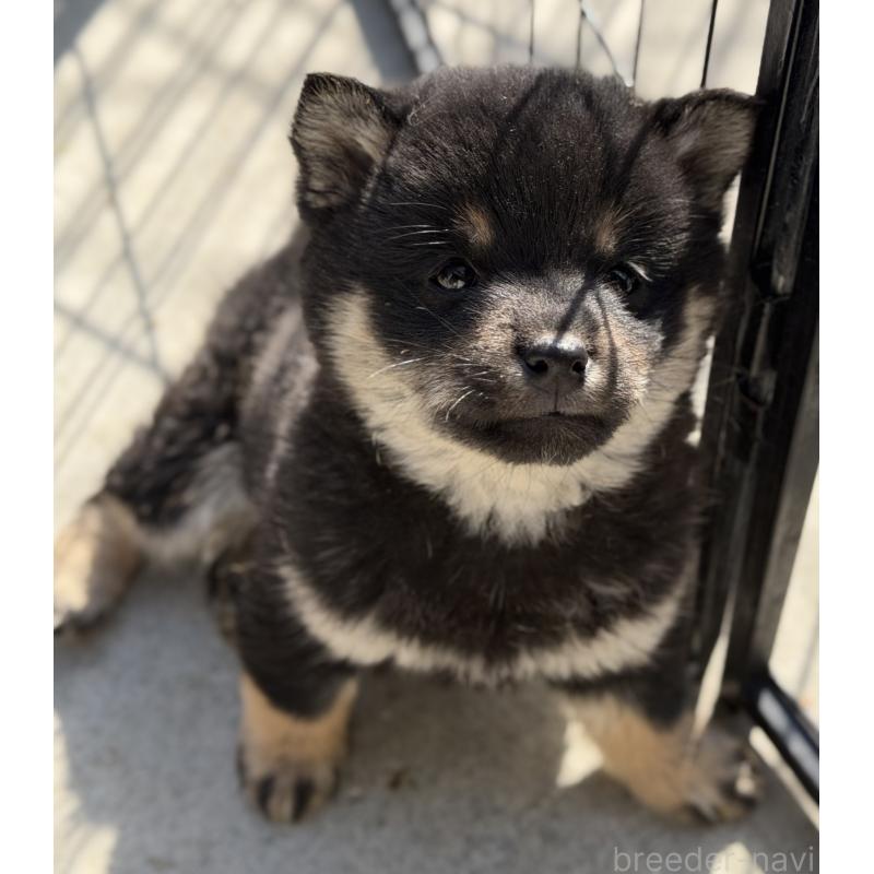 販売中の山梨県の柴犬-432310