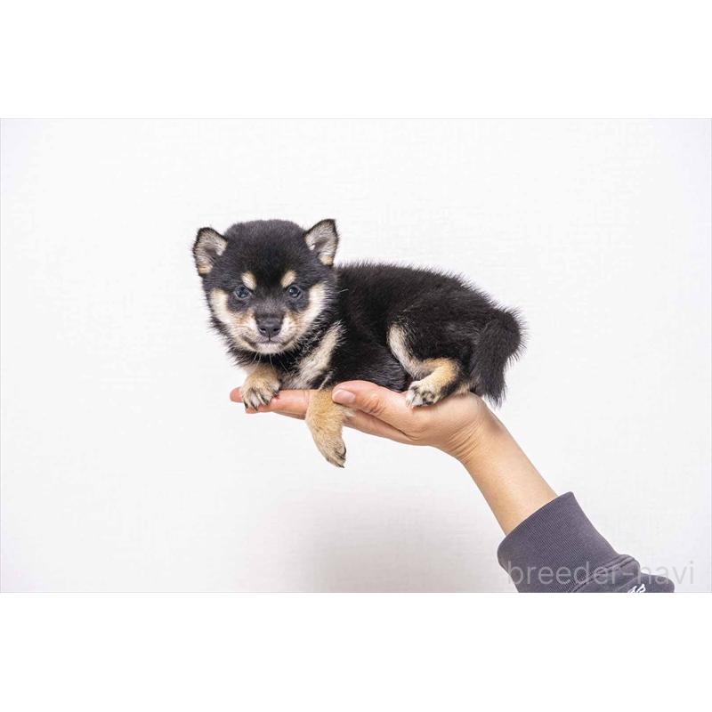 販売中の大分県の豆柴-441668の3枚目