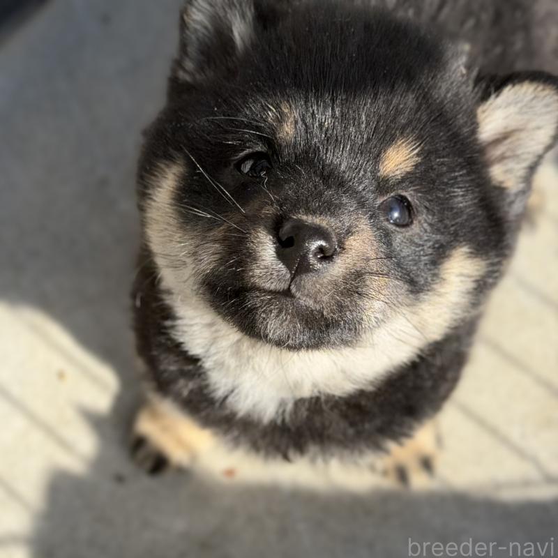 販売中の山梨県の柴犬-432310の2枚目