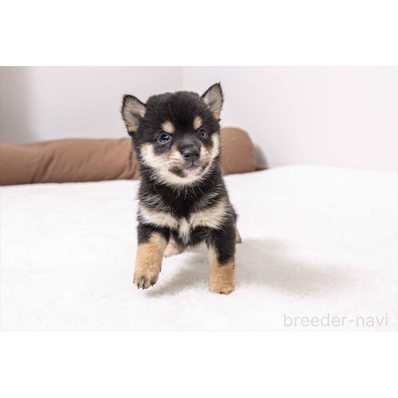 販売中の大分県の豆柴-441668の2枚目