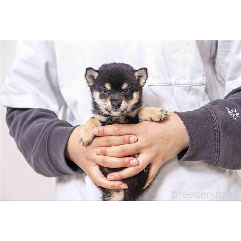 販売中の大分県の豆柴-441668