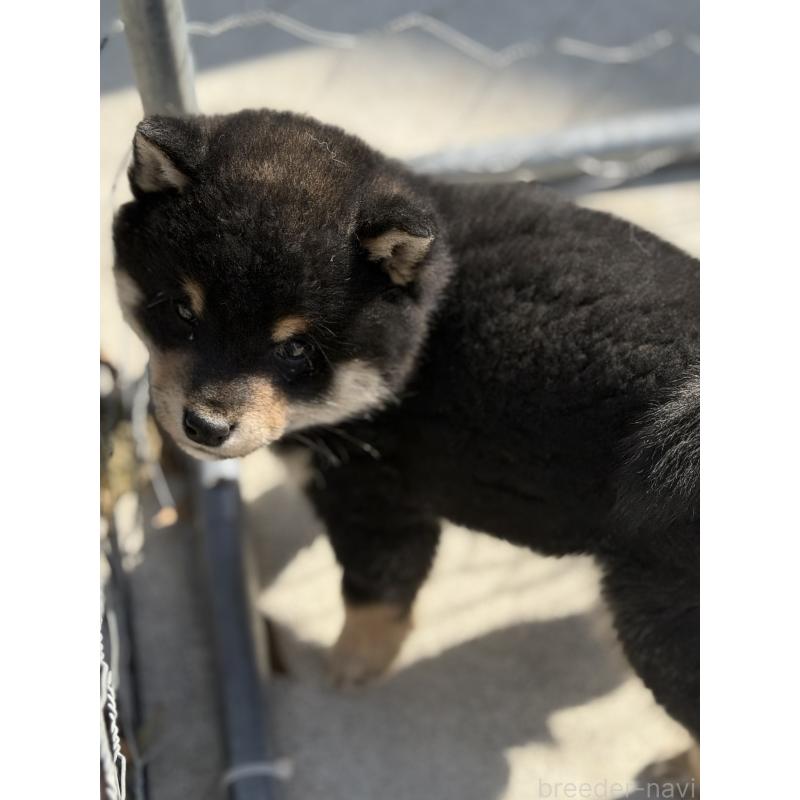 販売中の山梨県の柴犬-432312