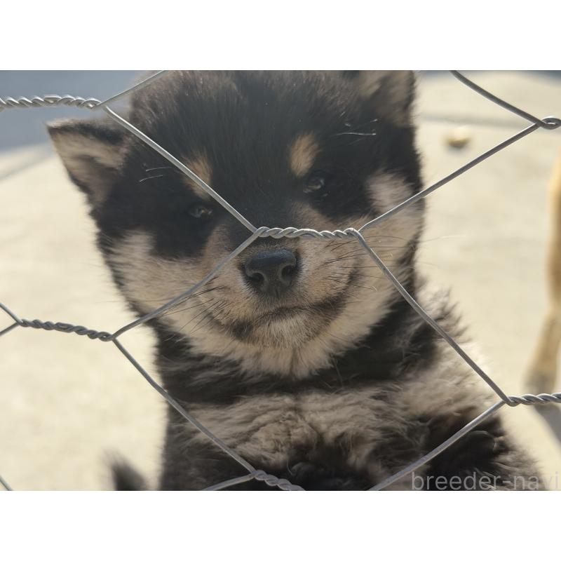 販売中の山梨県の柴犬-432312の2枚目