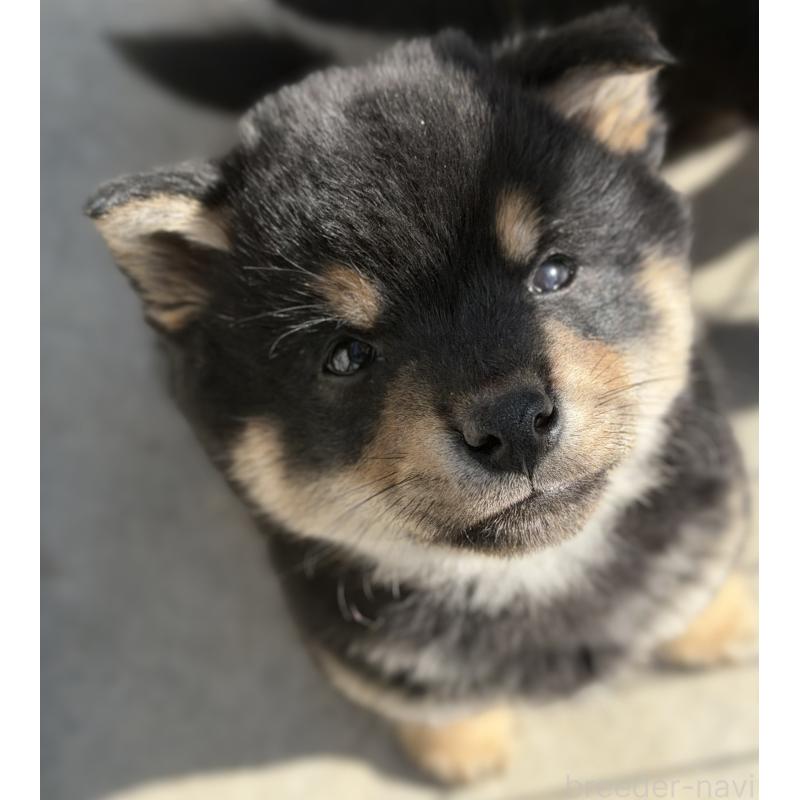 販売中の山梨県の柴犬-432311の1枚目