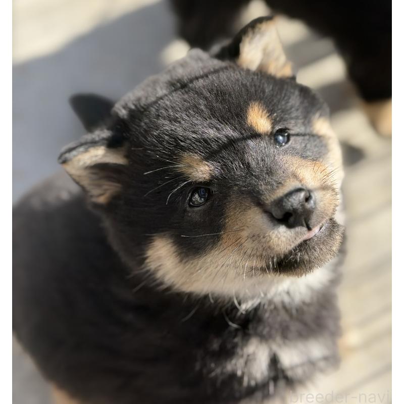 販売中の山梨県の柴犬-432311の4枚目