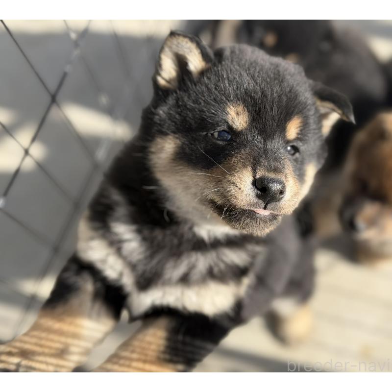 販売中の山梨県の柴犬-432311の3枚目