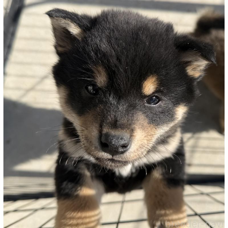 販売中の山梨県の柴犬-432311の2枚目