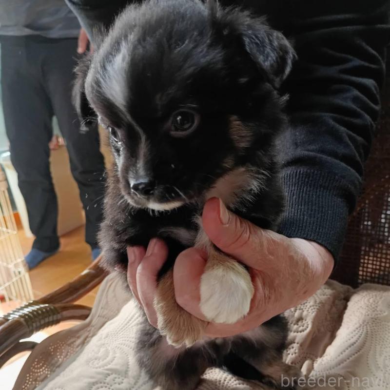 販売中の愛媛県のミックス犬-441669