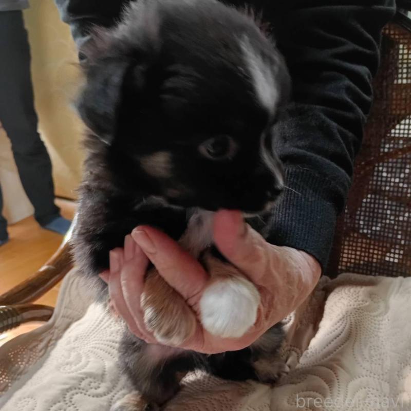 販売中の愛媛県のミックス犬-441669の4枚目