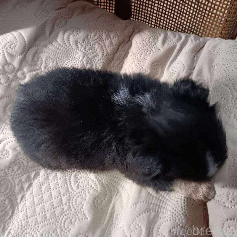 販売中の愛媛県のミックス犬-441669の3枚目