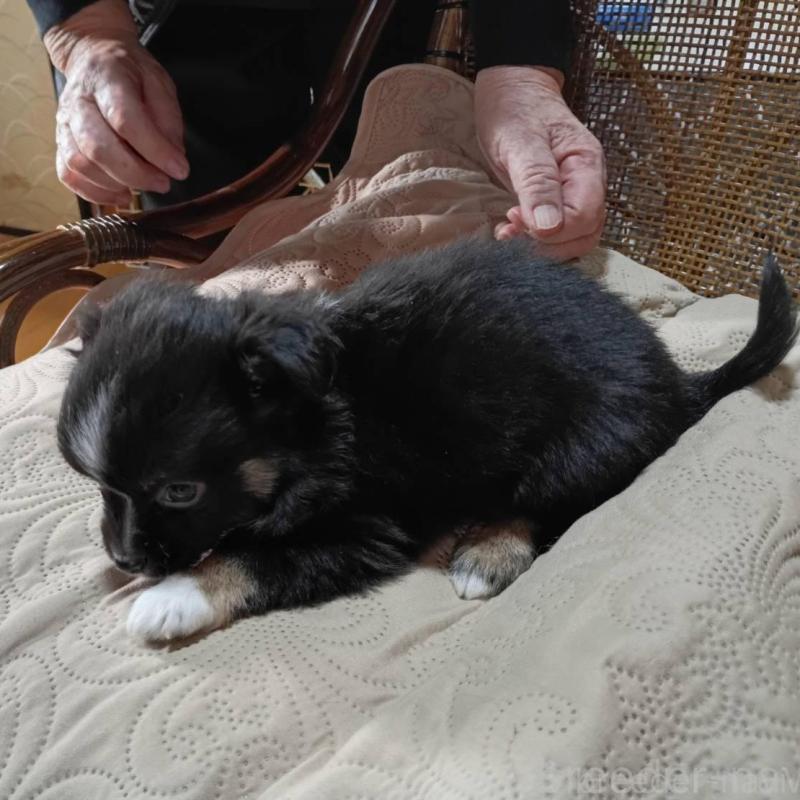 販売中の愛媛県のミックス犬-441669の2枚目