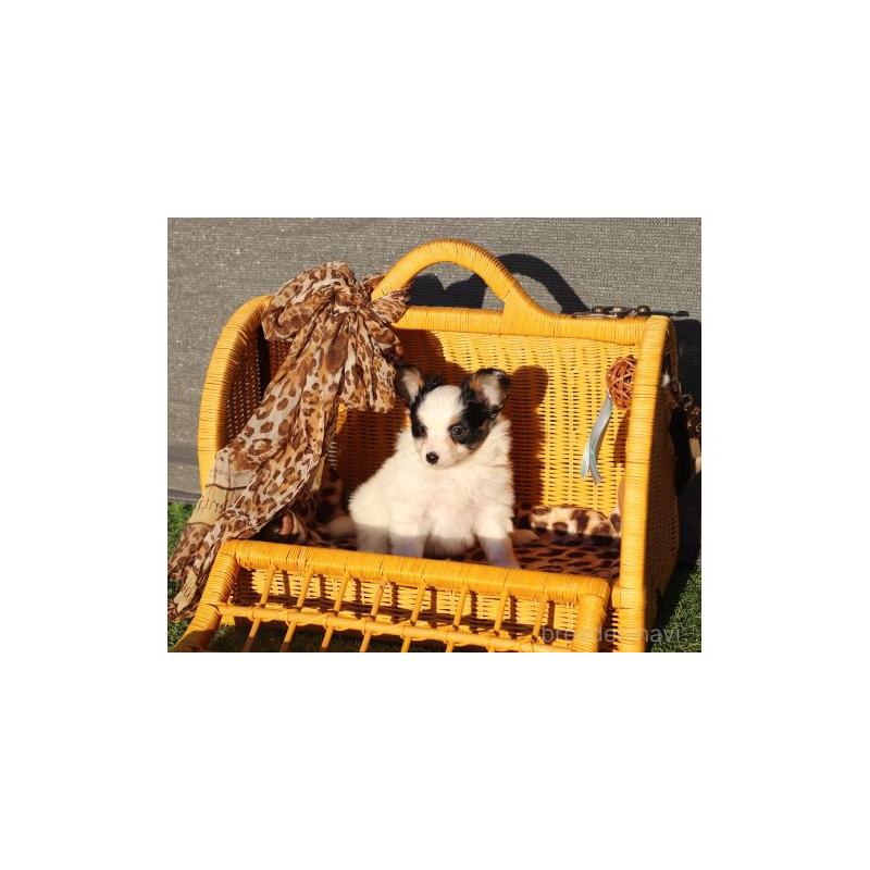 販売中の栃木県のパピヨン-441670の2枚目