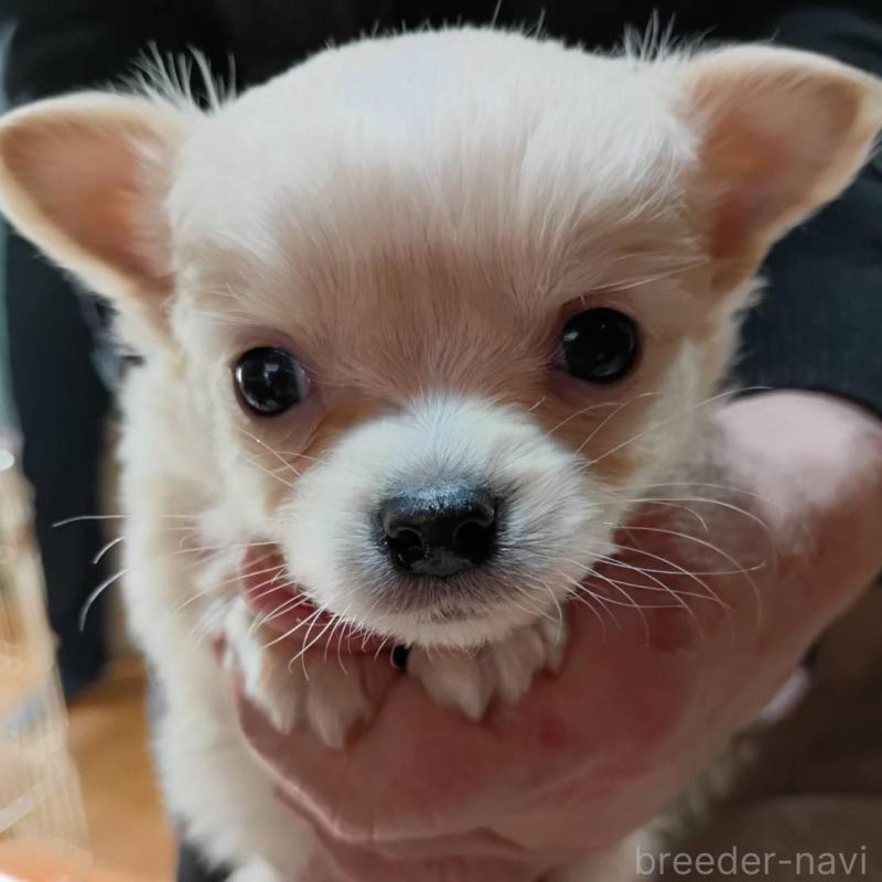 販売中の愛媛県のミックス犬-441671