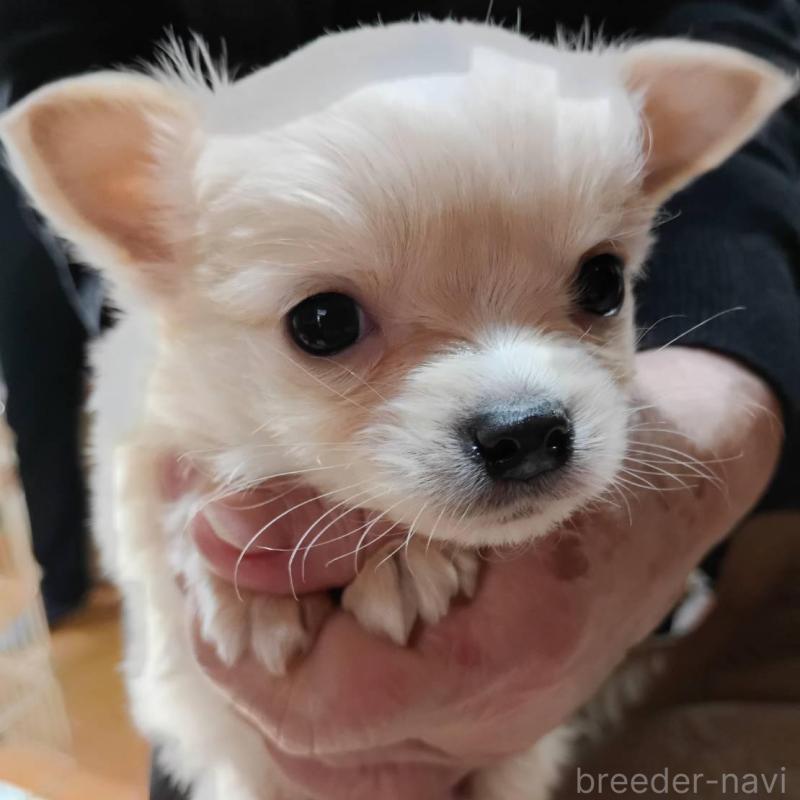 販売中の愛媛県のミックス犬-441671の4枚目