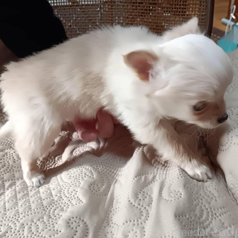 販売中の愛媛県のミックス犬-441671の3枚目