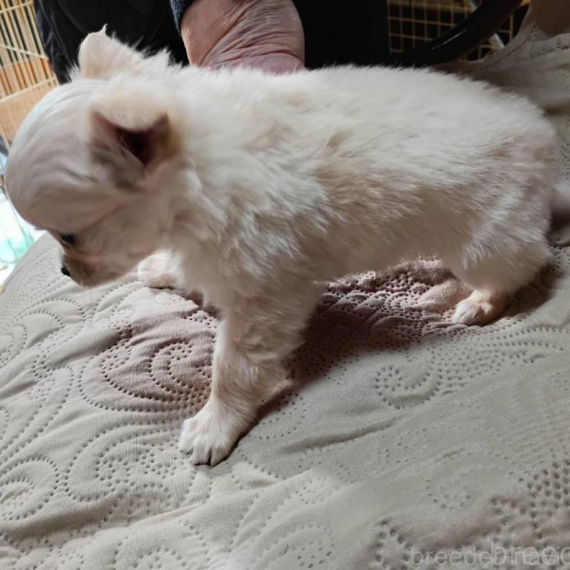 販売中の愛媛県のミックス犬-441671の2枚目