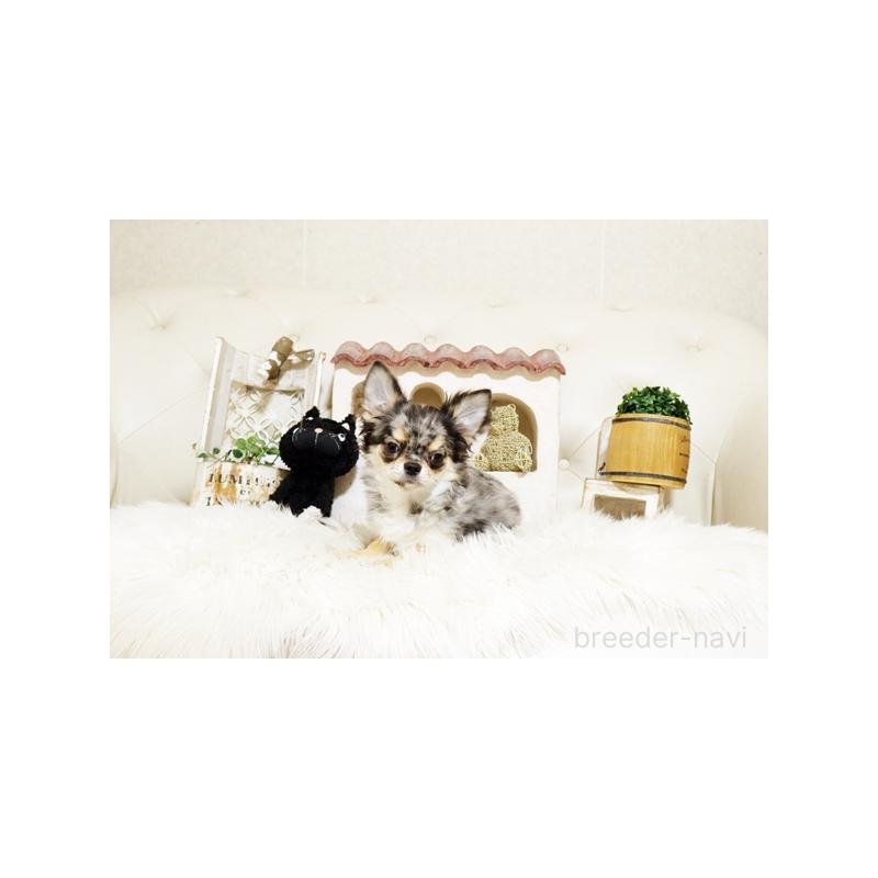 販売中の佐賀県のチワワ(ロングコート)-427728の4枚目