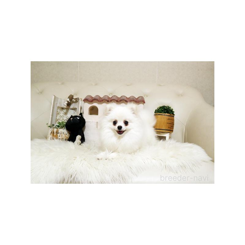 成約済の佐賀県のポメラニアン-419100の5枚目