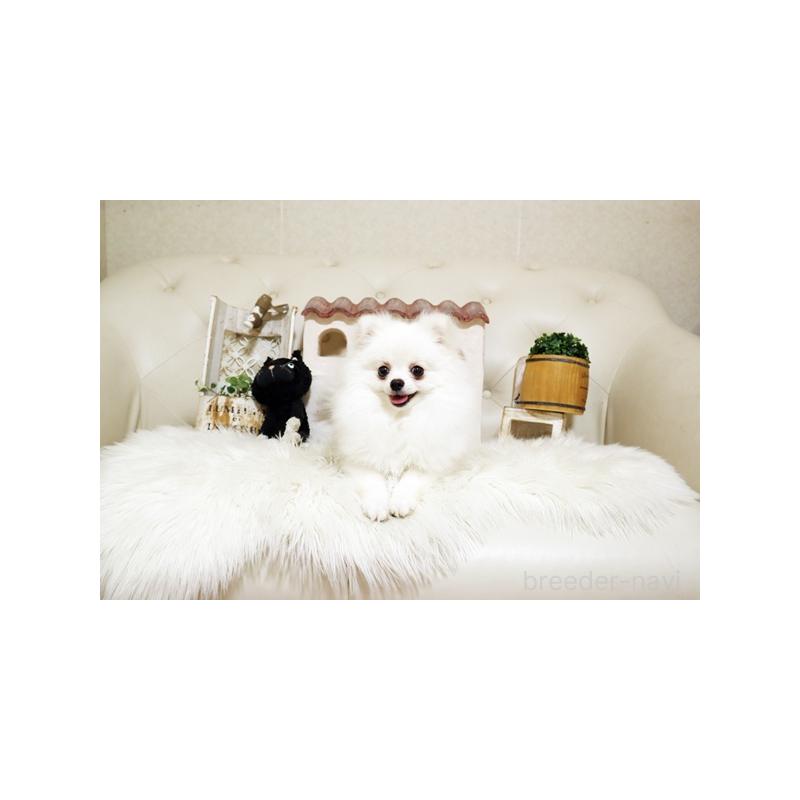 成約済の佐賀県のポメラニアン-419100の3枚目