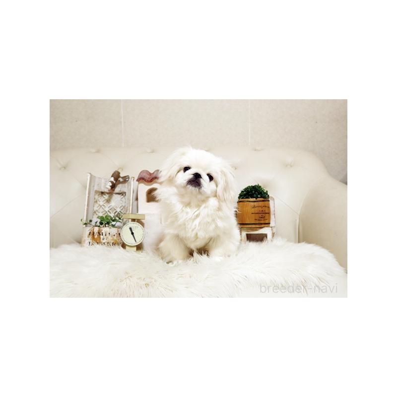 成約済の佐賀県のペキニーズ-418165の5枚目