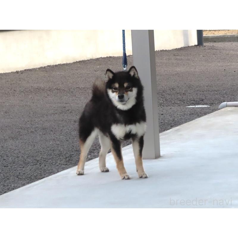 大分乃黑柚姫ちゃん1枚目