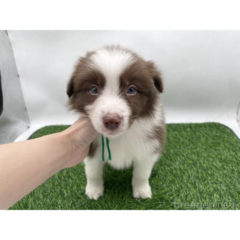 成約済の愛知県のボーダーコリー-437328の5枚目