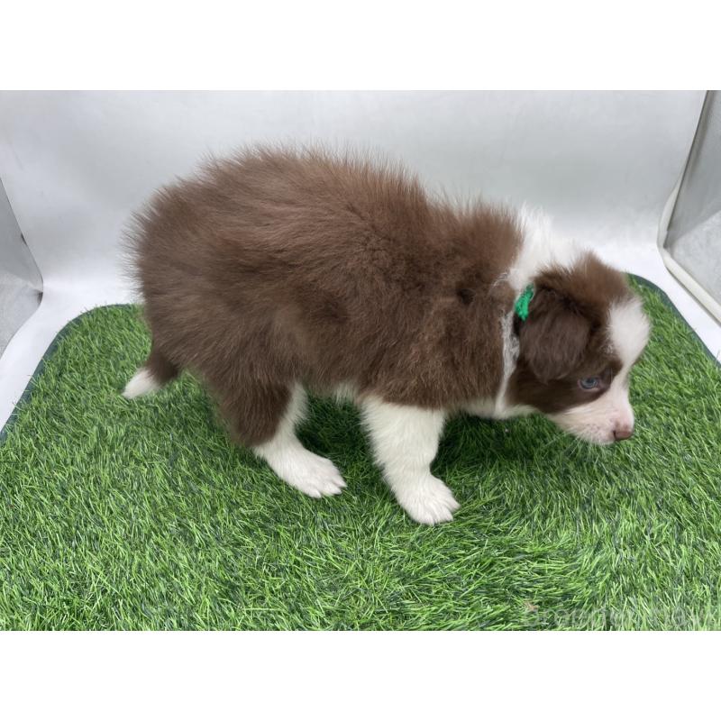 成約済の愛知県のボーダーコリー-437328の4枚目