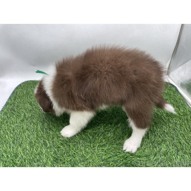 成約済の愛知県のボーダーコリー-437328の3枚目