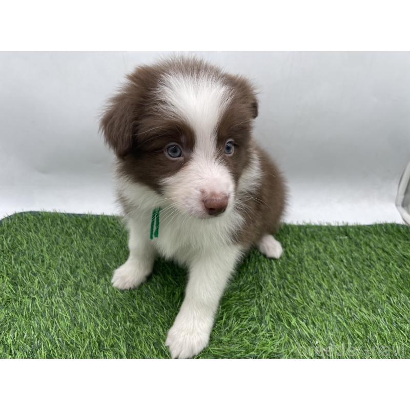 成約済の愛知県のボーダーコリー-437328の1枚目