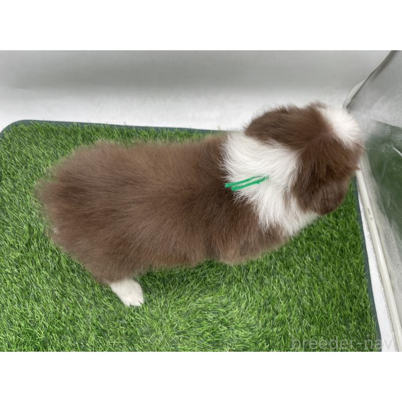 成約済の愛知県のボーダーコリー-437328の2枚目