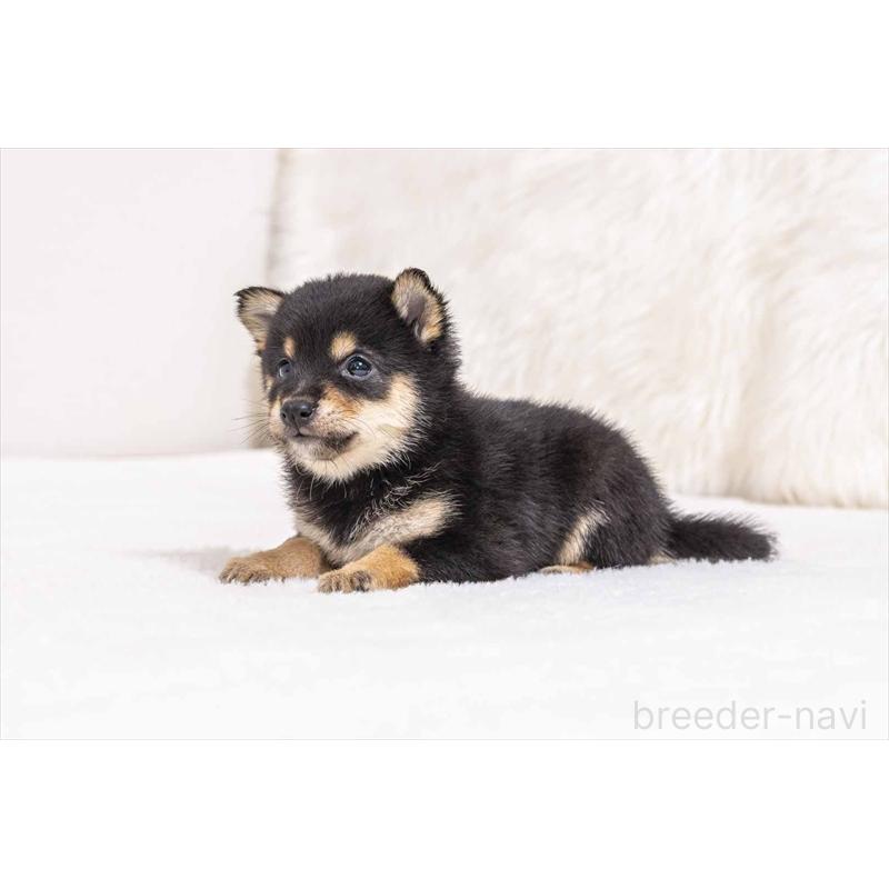 販売中の大分県の豆柴-441674の5枚目