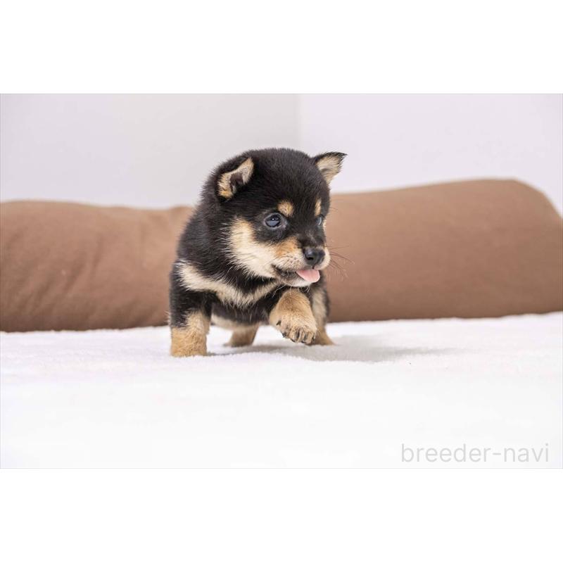 販売中の大分県の豆柴-441674の4枚目