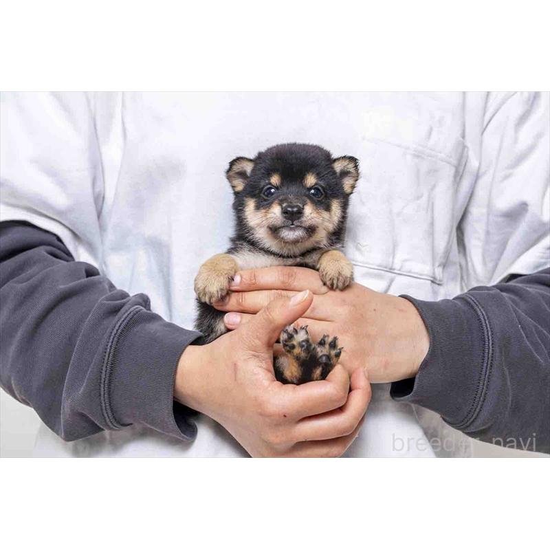 販売中の大分県の豆柴-441674の1枚目