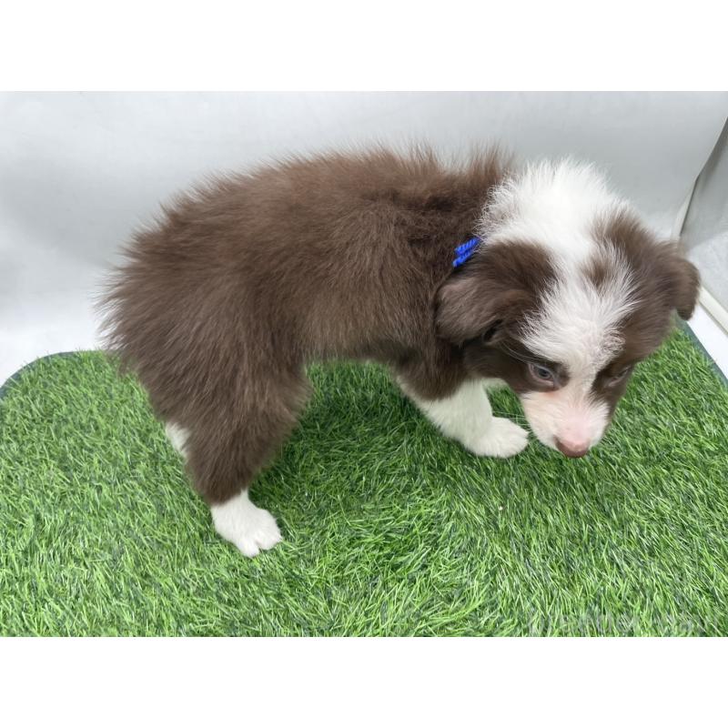 成約済の愛知県のボーダーコリー-437327の5枚目