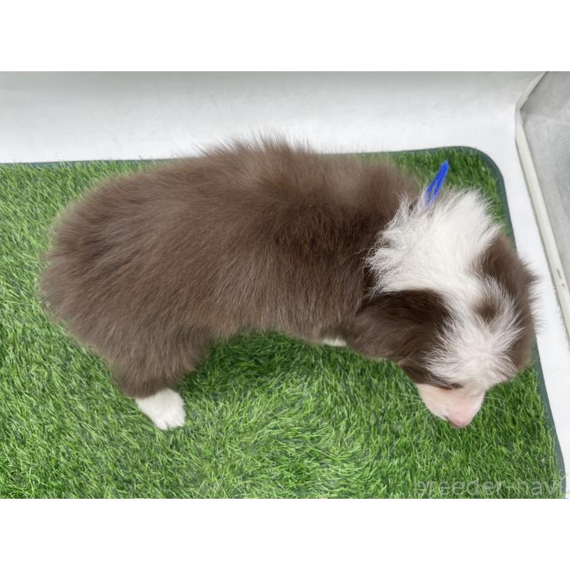 成約済の愛知県のボーダーコリー-437327の4枚目