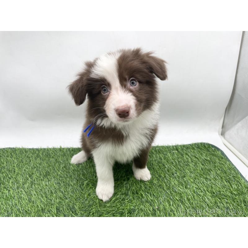 販売中の愛知県のボーダーコリー-437327