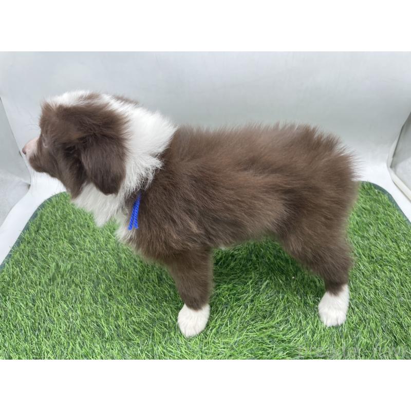 成約済の愛知県のボーダーコリー-437327の3枚目